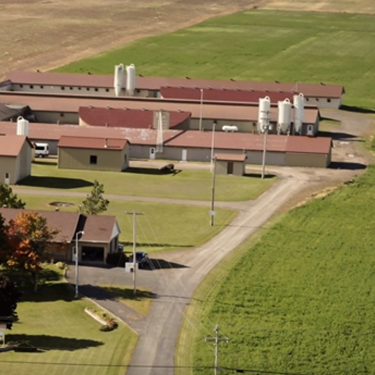 Producer's Profile: Cochons du Roy Farm