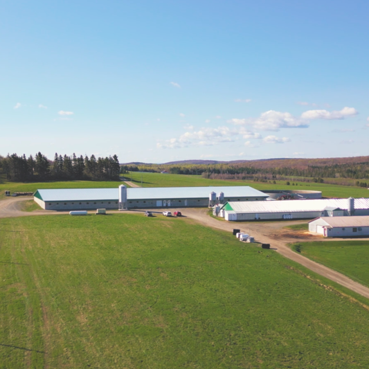 DV Porc: Remarkable Results with Precision Feeding