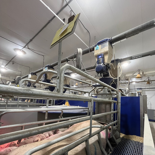 Feed Blending to Reach Sow Profitability & Maximize Longevity