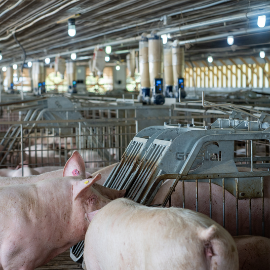 Key Elements for Sow Group Housing