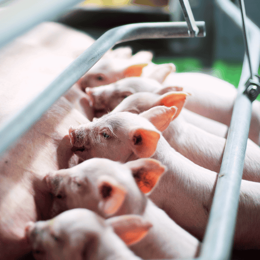 Are We Measuring Sow Efficiency Correctly?