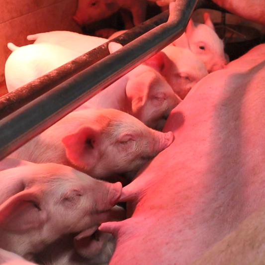 Sow Management Practices with Electronic Sow Feeders to Improve Stillborn Rates