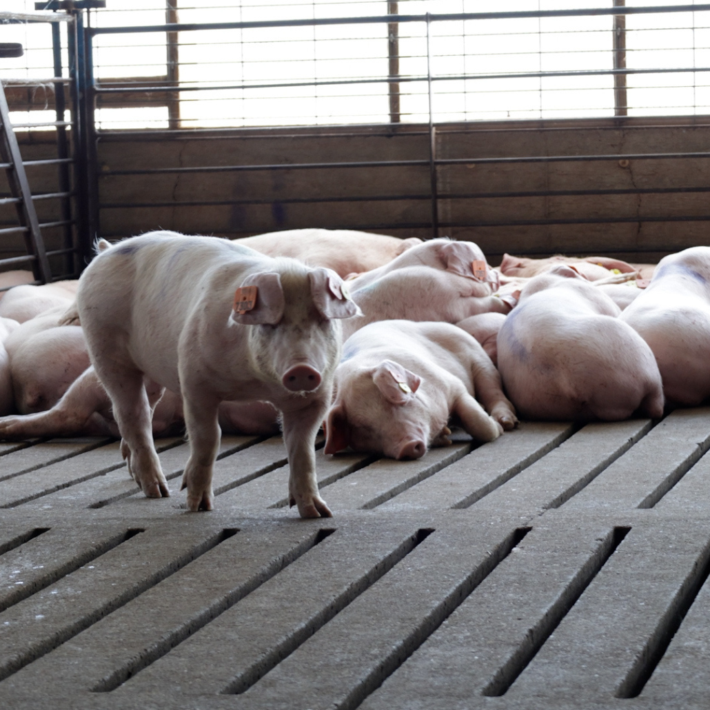 Scrutinize Herd Retention by Rethinking Gilt Development — Jyga ...