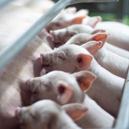 Research on Stillborn Rate by Dalton Obermier