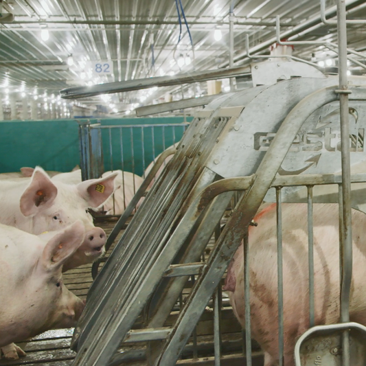 How to Maximize Value and Avoid Pitfalls when Transitioning your Operation to Group Housing