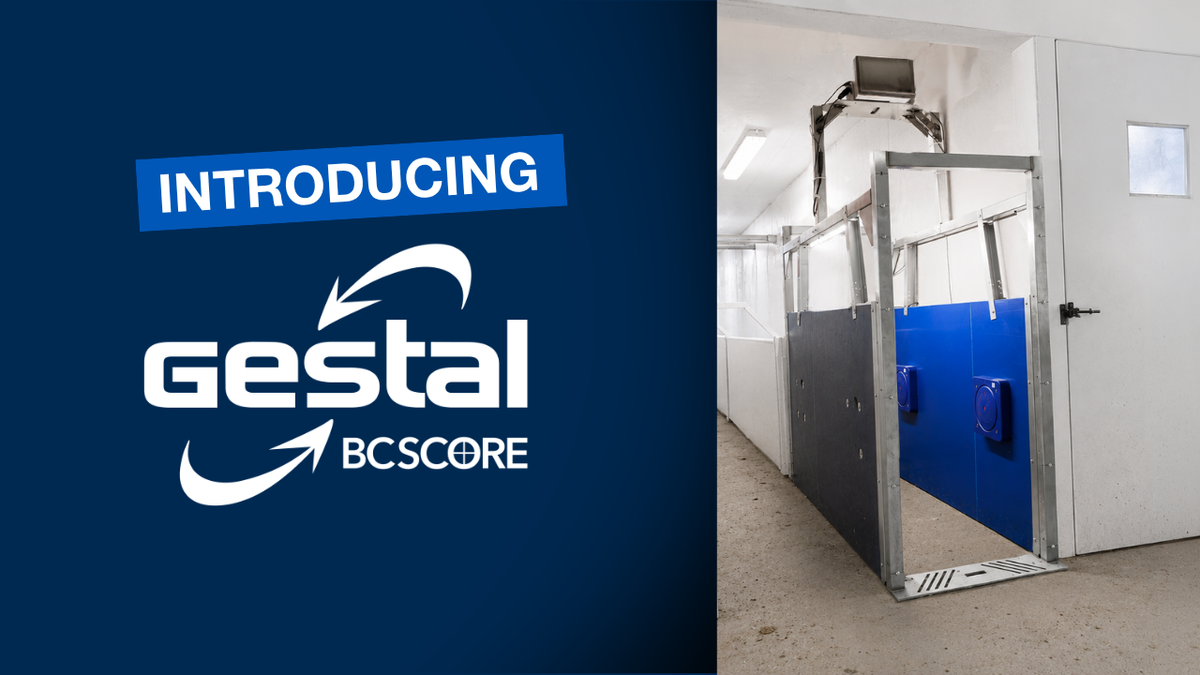 Load video: GESTAL BC Score is an integrated moveable pass-through station capturing each sow’s body condition score during routine in-corridor transfers.