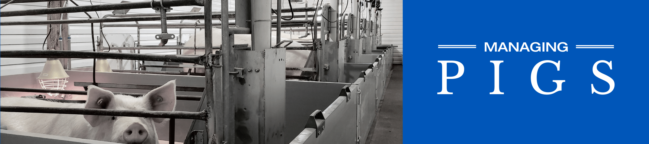 Pig farm with pigs in a pen