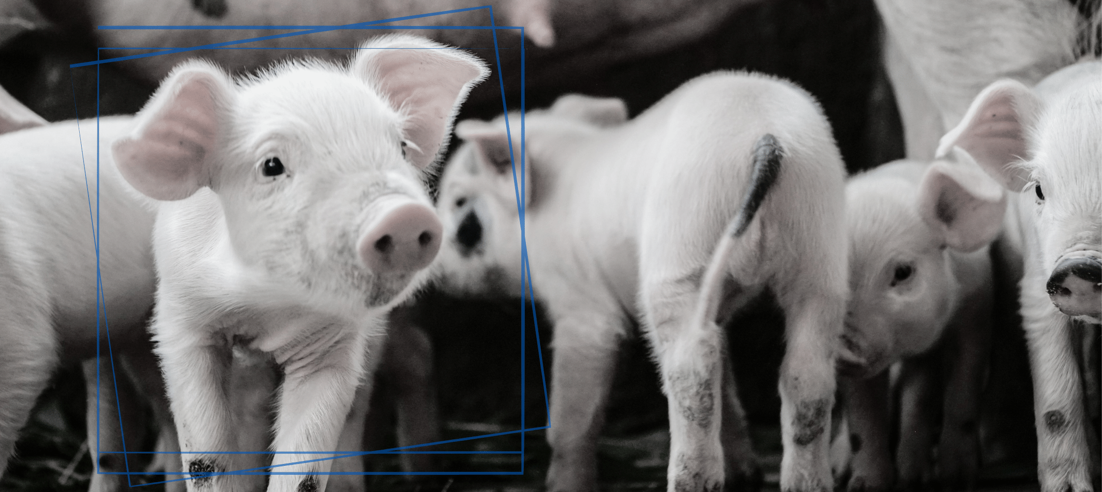 Group of piglets in a pen with a focus on one piglet.