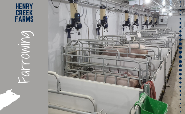 Sows with piglets in metal pens on a pig farm with 'Henry Creek Farms' branding.