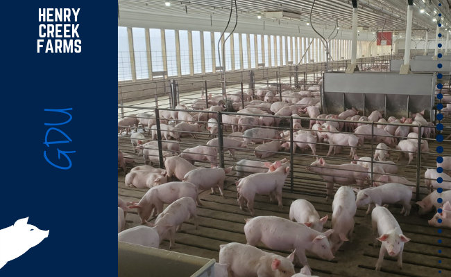 Growing pigs in a pen