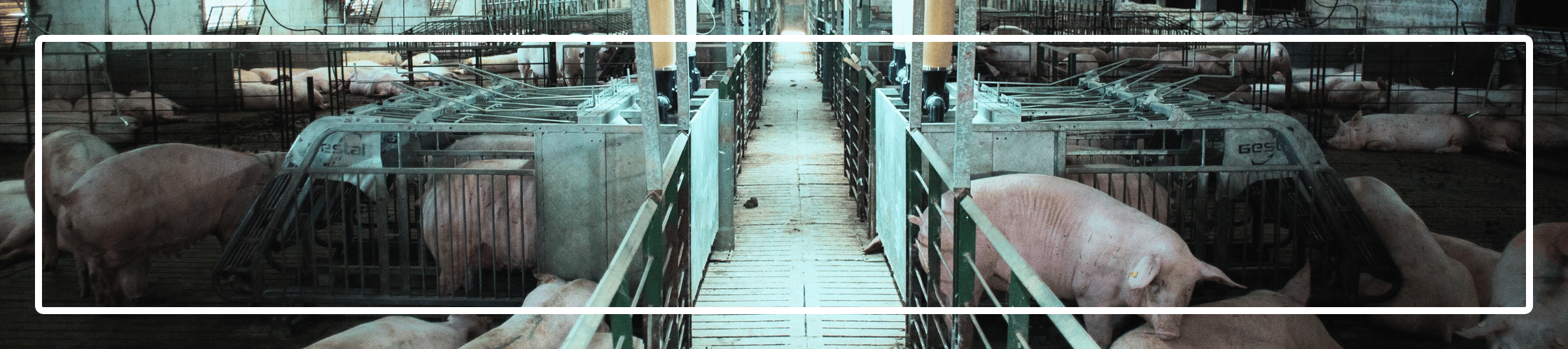 Pigs in a sow barn