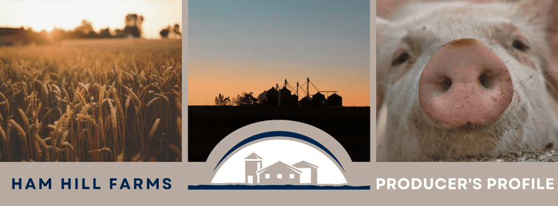 Farm, pig and field of wheat