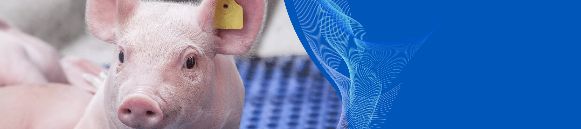 Piglet with a tag on its ear, sitting on a blue mat.