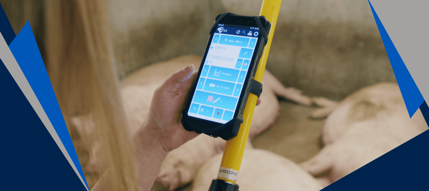 Worker looking at cell phone with pigs sleeping in the background