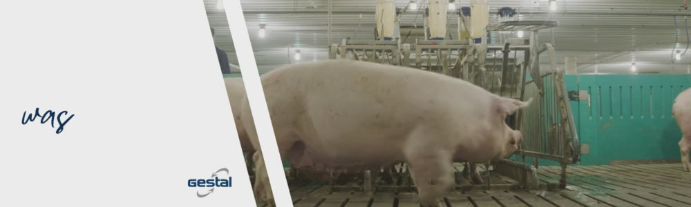 Sow going into a smart feeding station in a pig farm