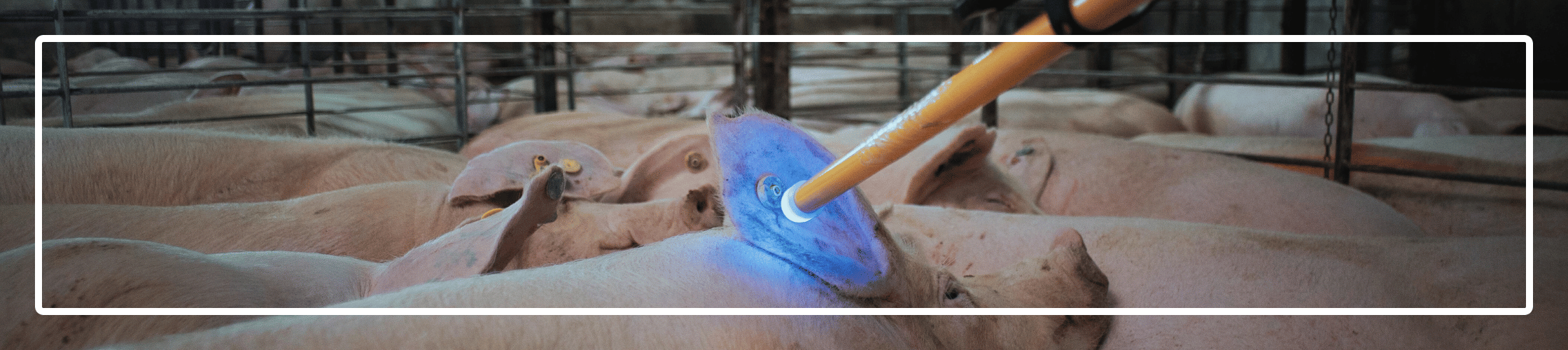 Sow with RFID light